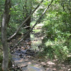 Photo #8 of 1075 Cook Ridge, Germanton, NC 43.2 acres