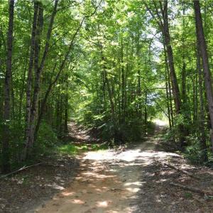 Photo #21 of 1075 Cook Ridge, Germanton, NC 43.2 acres