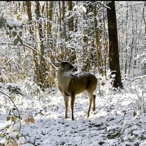 Photo #14 of Admill, Mocksville, NC 7.6 acres