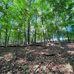 Photo #17 of TBD Trinity Church, Tobaccoville, NC 4.4 acres