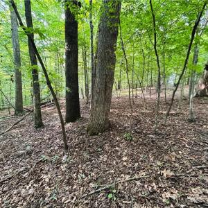 Photo #12 of TBD Trinity Church, Tobaccoville, NC 4.4 acres
