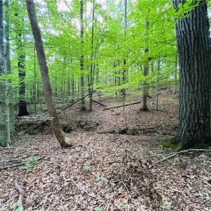 Photo #29 of TBD Trinity Church, Tobaccoville, NC 4.4 acres
