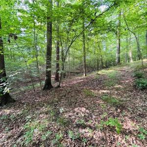 Photo #21 of TBD Trinity Church, Tobaccoville, NC 4.4 acres