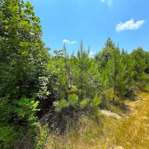 Photo #23 of US Highway 220, Asheboro, NC 32.3 acres