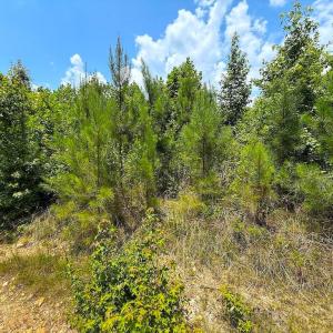 Photo #22 of US Highway 220, Asheboro, NC 32.3 acres