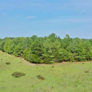 Photo #8 of 6972 Bowman Dairy, Liberty, NC 31.3 acres