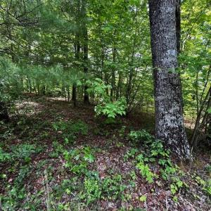 Photo #4 of Virgilina, Cana, VA 0.8 acres