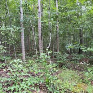 Photo #6 of Blackberry, Thomasville, NC 32.9 acres