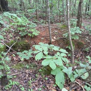 Photo #7 of Blackberry, Thomasville, NC 32.9 acres