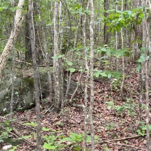 Photo #8 of Blackberry, Thomasville, NC 32.9 acres