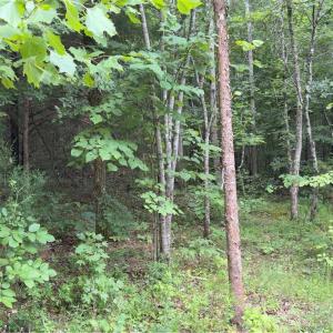 Photo #5 of Blackberry, Thomasville, NC 32.9 acres