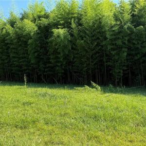 Photo #5 of US Highway 311, Sophia, NC 4.1 acres