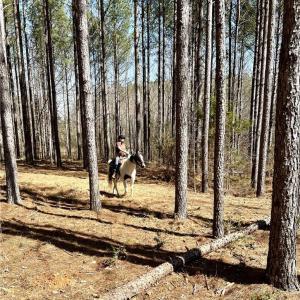 Photo #3 of Nicks, Mebane, NC 19.9 acres