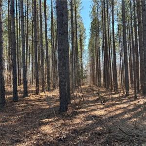 Photo #4 of Nicks, Mebane, NC 19.9 acres