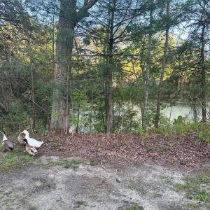 Photo #30 of 11155 & 11165 US Highway 52, Rockwell, NC 8.5 acres