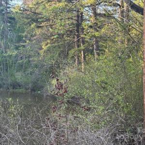 Photo #29 of 11155 & 11165 US Highway 52, Rockwell, NC 8.5 acres