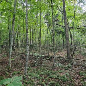 Photo #13 of Gravitte, Pilot Mountain, NC 1.6 acres
