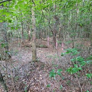 Photo #12 of Gravitte, Pilot Mountain, NC 1.6 acres