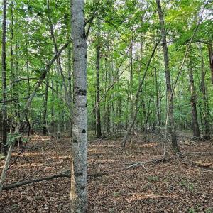 Photo #7 of Gravitte, Pilot Mountain, NC 1.6 acres