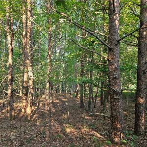 Photo #3 of Gravitte, Pilot Mountain, NC 1.6 acres