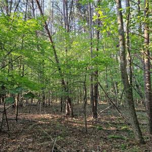 Photo #5 of Gravitte, Pilot Mountain, NC 1.6 acres