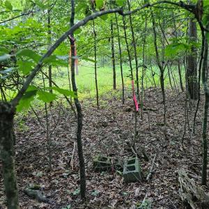 Photo #9 of Gravitte, Pilot Mountain, NC 1.6 acres