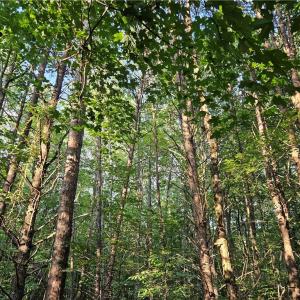 Photo #4 of Gravitte, Pilot Mountain, NC 1.6 acres