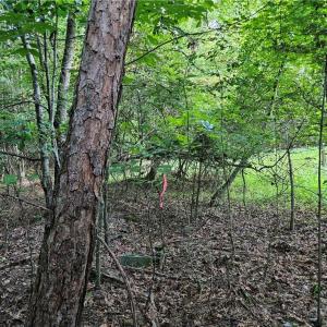 Photo #8 of Gravitte, Pilot Mountain, NC 1.6 acres