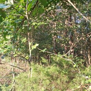 Photo #6 of NC Highway 268, Pilot Mountain, NC 7.2 acres