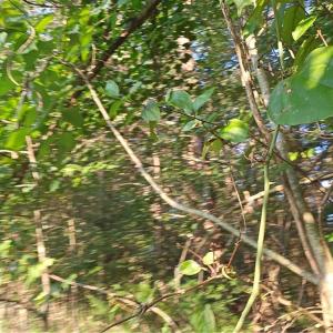 Photo #5 of NC Highway 268, Pilot Mountain, NC 7.2 acres