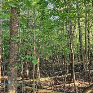 Photo #9 of NC Highway 268, Pilot Mountain, NC 7.2 acres