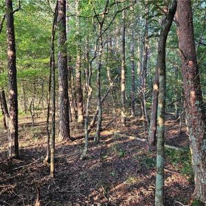 Photo #10 of NC Highway 268, Pilot Mountain, NC 7.2 acres