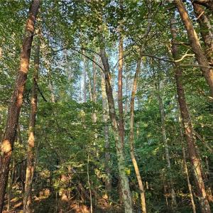 Photo #11 of NC Highway 268, Pilot Mountain, NC 7.2 acres