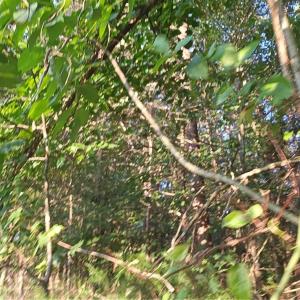 Photo #4 of NC Highway 268, Pilot Mountain, NC 7.2 acres