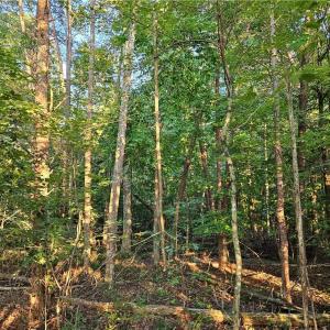Photo #8 of NC Highway 268, Pilot Mountain, NC 7.2 acres