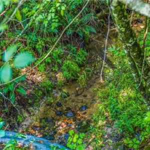 Photo #28 of Mills, Mount Airy, NC 13.0 acres