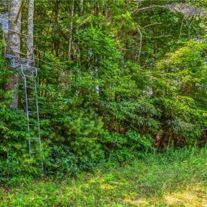 Photo #30 of Mills, Mount Airy, NC 13.0 acres