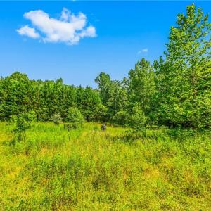 Photo #11 of Mills, Mount Airy, NC 13.0 acres