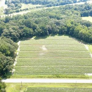 Beautiful 17+ acres with 560+ feet of road frontage