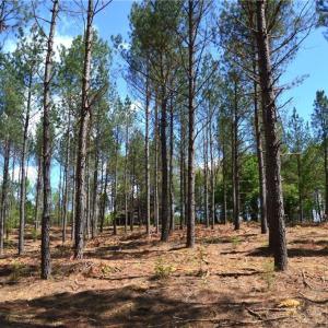 Photo #26 of 01 Dibrell, Pelham, NC 80.0 acres