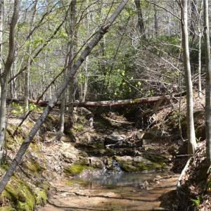 Photo #21 of 01 Dibrell, Pelham, NC 80.0 acres