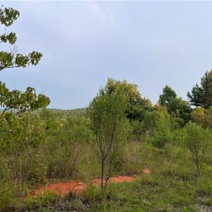 Photo #3 of Cedar Forest, Franklinville, NC 16.2 acres