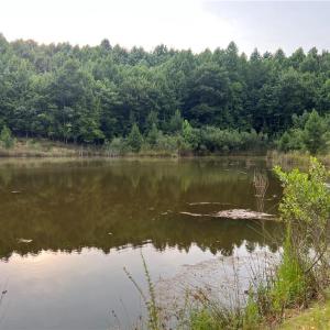 Photo #5 of Cedar Forest, Franklinville, NC 16.2 acres