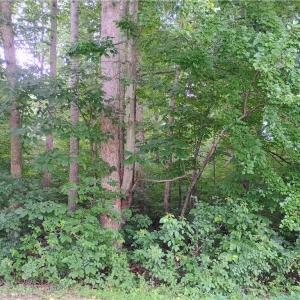 Photo #1 of 2302 Rothwood Acres, Greensboro, NC 0.8 acres