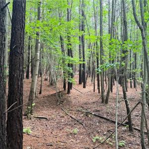 Photo #30 of 134 Rock Quarry, Pelham, NC 29.0 acres