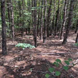 Photo #18 of 134 Rock Quarry, Pelham, NC 29.0 acres