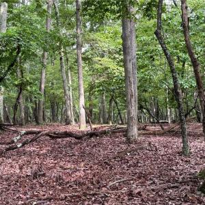 Photo #1 of 1695 Sierra Trace, Denton, NC 4.3 acres