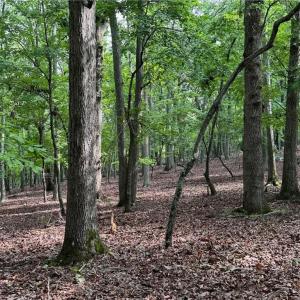 Photo #4 of 1695 Sierra Trace, Denton, NC 4.3 acres