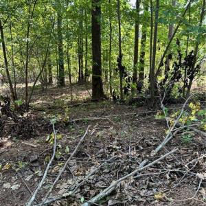 Photo #23 of 8061 Stroupe Farm, Tobaccoville, NC 5.5 acres