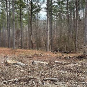 Photo #26 of 8061 Stroupe Farm, Tobaccoville, NC 5.5 acres